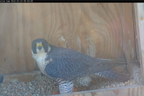 Richmond Falcon Cam sees first egg of 2022