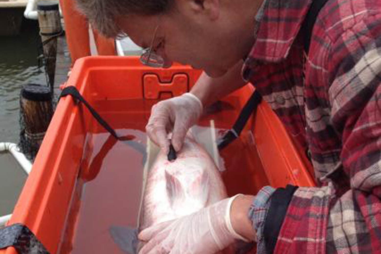 Man inserting an electronic tag in a fish.