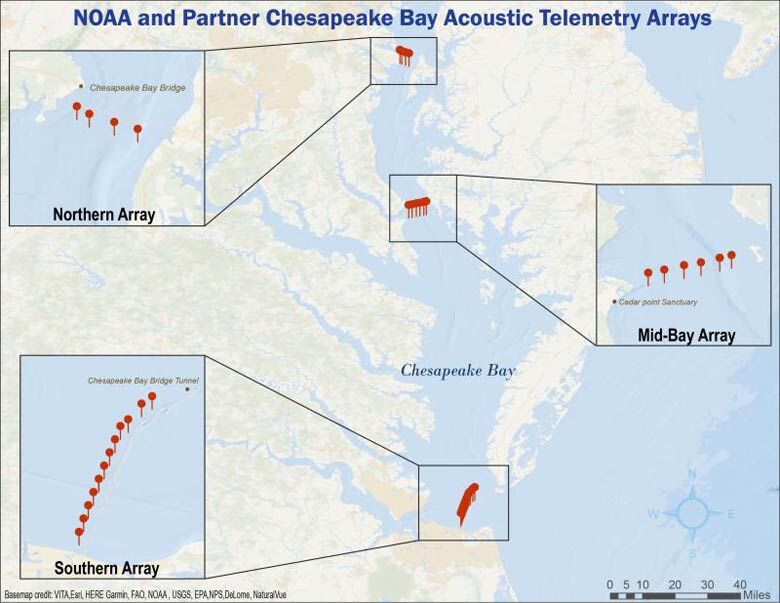 Map of acoustic telemetry receivers in the Chesapeake Bay.