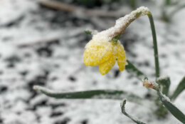 A flower is covered in snow on Saturday morning in Haymarket, Virginia. (Courtesy Charlotte Peyton)