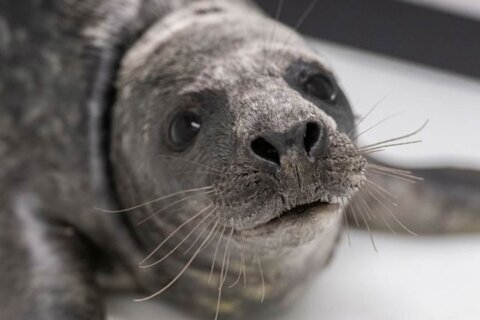 National Aquarium in Baltimore welcomes its latest rescue: a grey seal pup