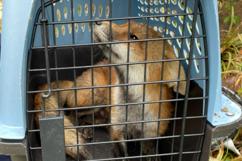 Fox kits found near Hill euthanized after mother fox with rabies bit 9 people