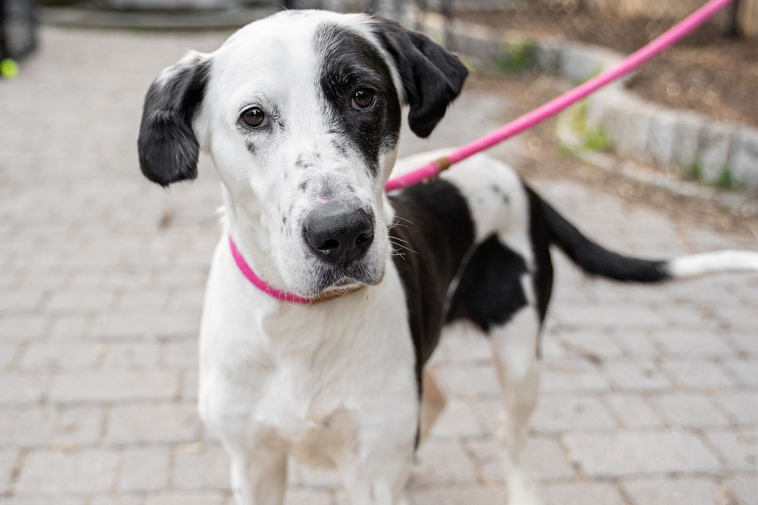 <p>Meet Penelope! She will quickly wiggle her way into your heart with her gentle nudges when she wants attention. At seven years old, Penelope is well past her puppy days but enjoys getting outside for walks and exploring.</p>
<p>Penelope loves people and will greet you with a full body wiggle and tail wag. She&#8217;s a smart girl and is very motivated to do tricks for treats.</p>
<p>To learn more about this darling girl, visit <a href="https://www.humanerescuealliance.org/adopt" target="_blank" rel="noopener">humanerescuealliance.org/adopt</a>.</p>
