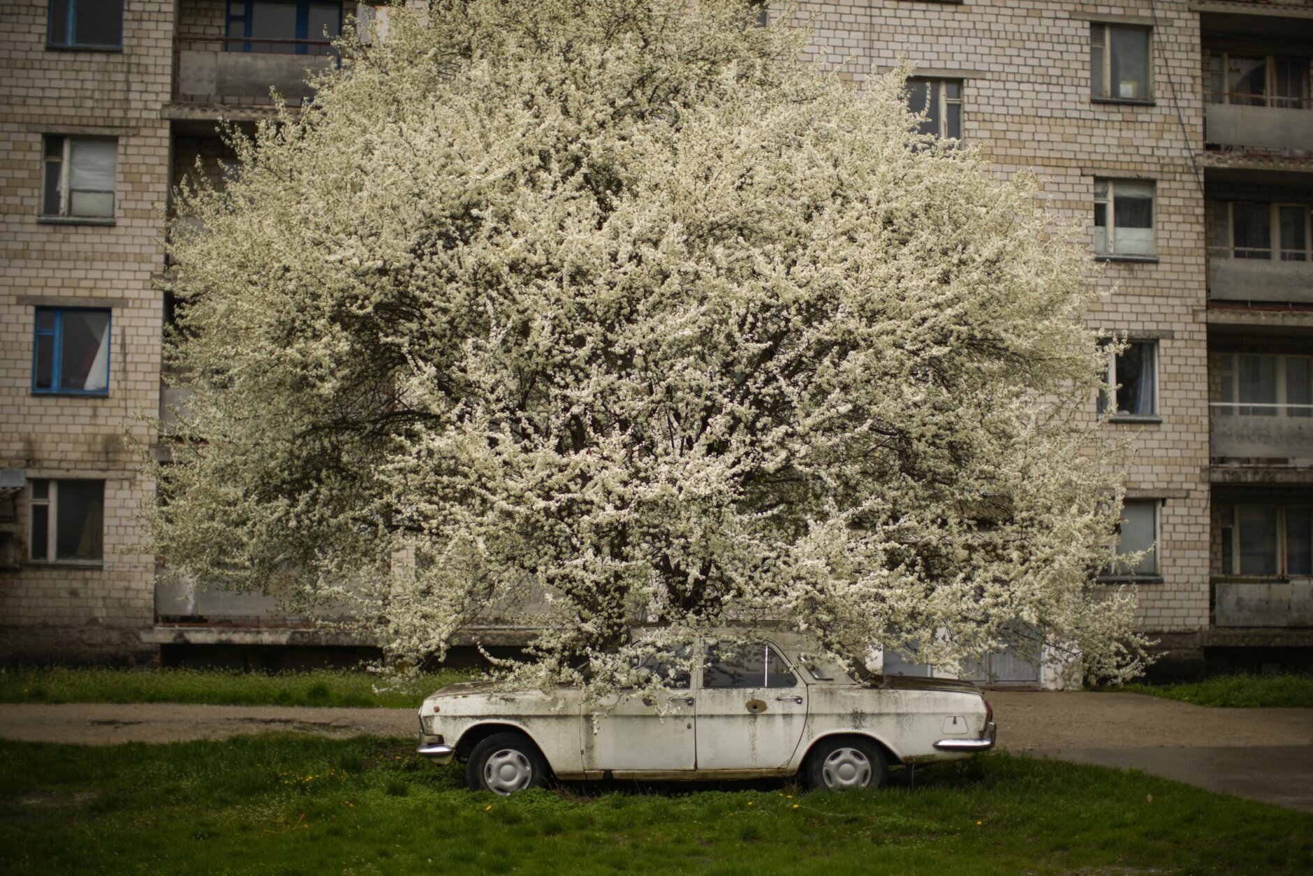 A car is parked under a tree in partially abandoned Chernobyl town, Ukraine, Tuesday, April 26, 2022. (AP Photo/Francisco Seco)