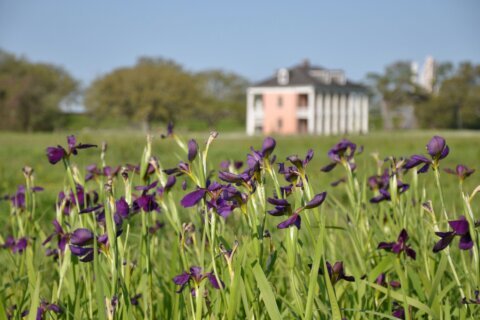 National park battlefield irises may mark razed Black homes