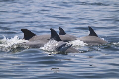 Dolphins’ playful social habits form bonds, but spread virus