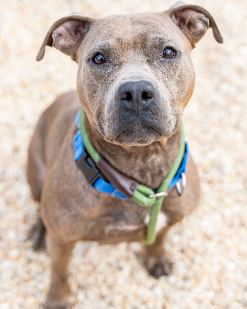 <p>Meet Fiona! Fiona is a sweet, well-mannered, smart pup who already knows several commands and walks nicely on a leash! She recently had a super fun day out of the shelter and her temporary foster let us know she was a total joy to host!</p>
<p>Fiona would like you to know that if you sit down, she will give you full body wiggles, hugs and kisses and proceed to curl up by your side (or directly on top of you)! But when you are ready for some fun Fiona will be by your side ready for any adventure.</p>
<p>This sweet girl would like a home with squeaky toys, comfy places to snooze, and pets and attention multiple times per day. To learn more or to take home your new best friend visit <a href="http://humanerescuealliance.org/adopt" target="_blank" rel="noopener">humanerescuealliance.org/adopt</a>.</p>
