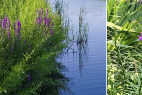 Plant this, not that: Native alternatives to invasive plants