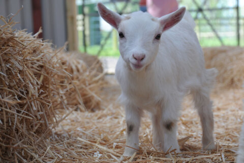 E. coli cases linked to petting goats at Loudoun Co. farm