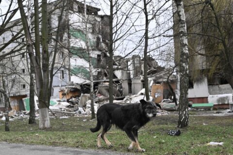 150 shelter dogs that survived starvation in Ukraine denied entry to Poland