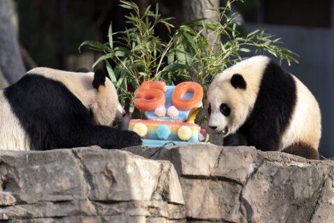 National Zoo to hold ‘Panda Palooza’ before bears leave for China