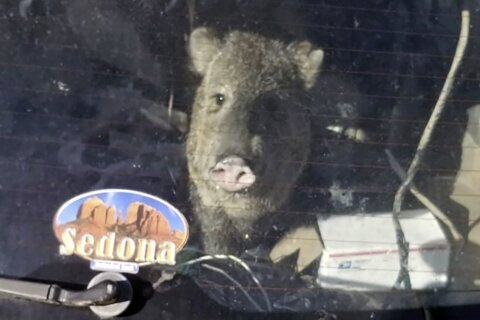 Hungry javelina gets stuck in car, goes for ride in Arizona
