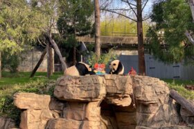 50 years of playing, sleeping and eating a lot of bamboo for DC’s pandas
