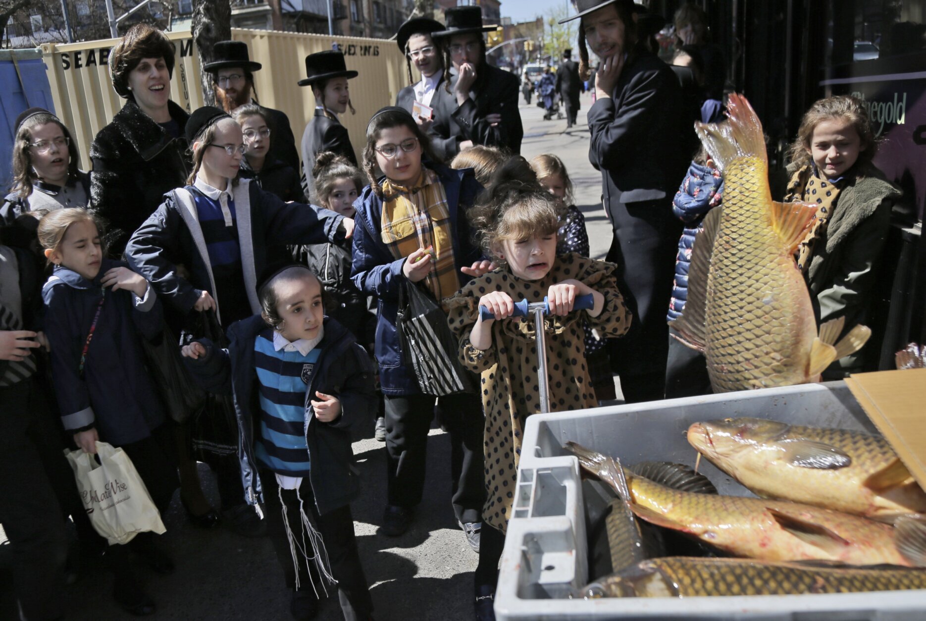 FILE - A group of orthodox Jews react as a carp flops out of its crate during a delivery to Taubers Fish in the Williamsburg section of Brooklyn, New York, Wednesday, April 17, 2019. This year, in a rare convergence, Judaism’s Passover, Christianity’s Easter and Islam’s holy month of Ramadan are interlapping in April with holy days for Buddhists, Baha’is, Sikhs, Jains and Hindus, offering different faith groups a chance to share meals and rituals in a range of interfaith events. (AP Photo/Seth Wenig, File)