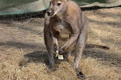 Missing wallaby found hiding in bush near zoo exhibit