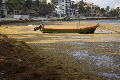 Mexico Caribbean beaches may see worst sargassum since 2018