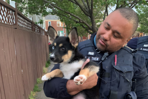 Dog taken in string of DC robberies found, reunited with owners