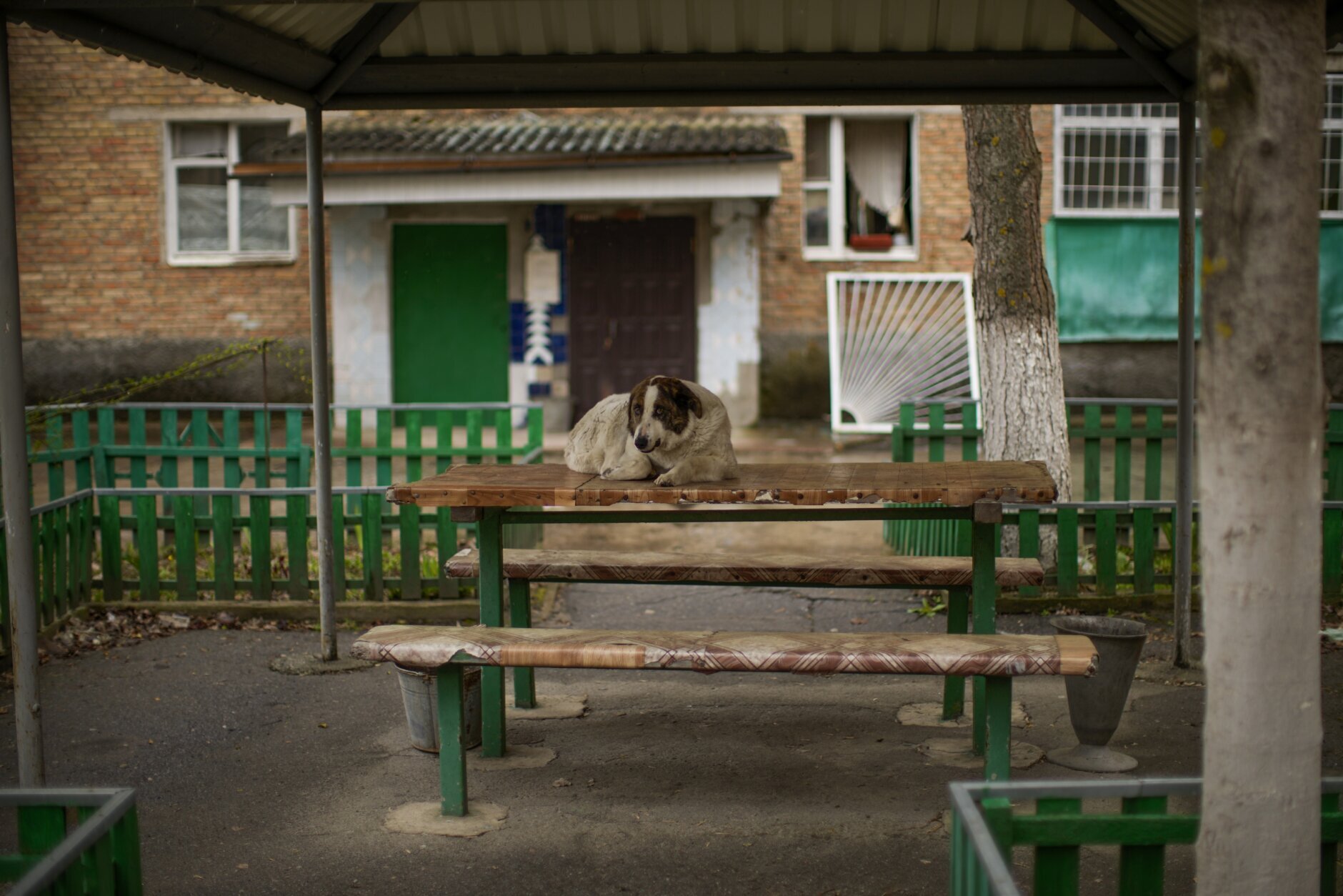 A dog rests on a table in a square at partially abandoned Chernobyl town, Ukraine, Tuesday, April 26, 2022. (AP Photo/Francisco Seco)