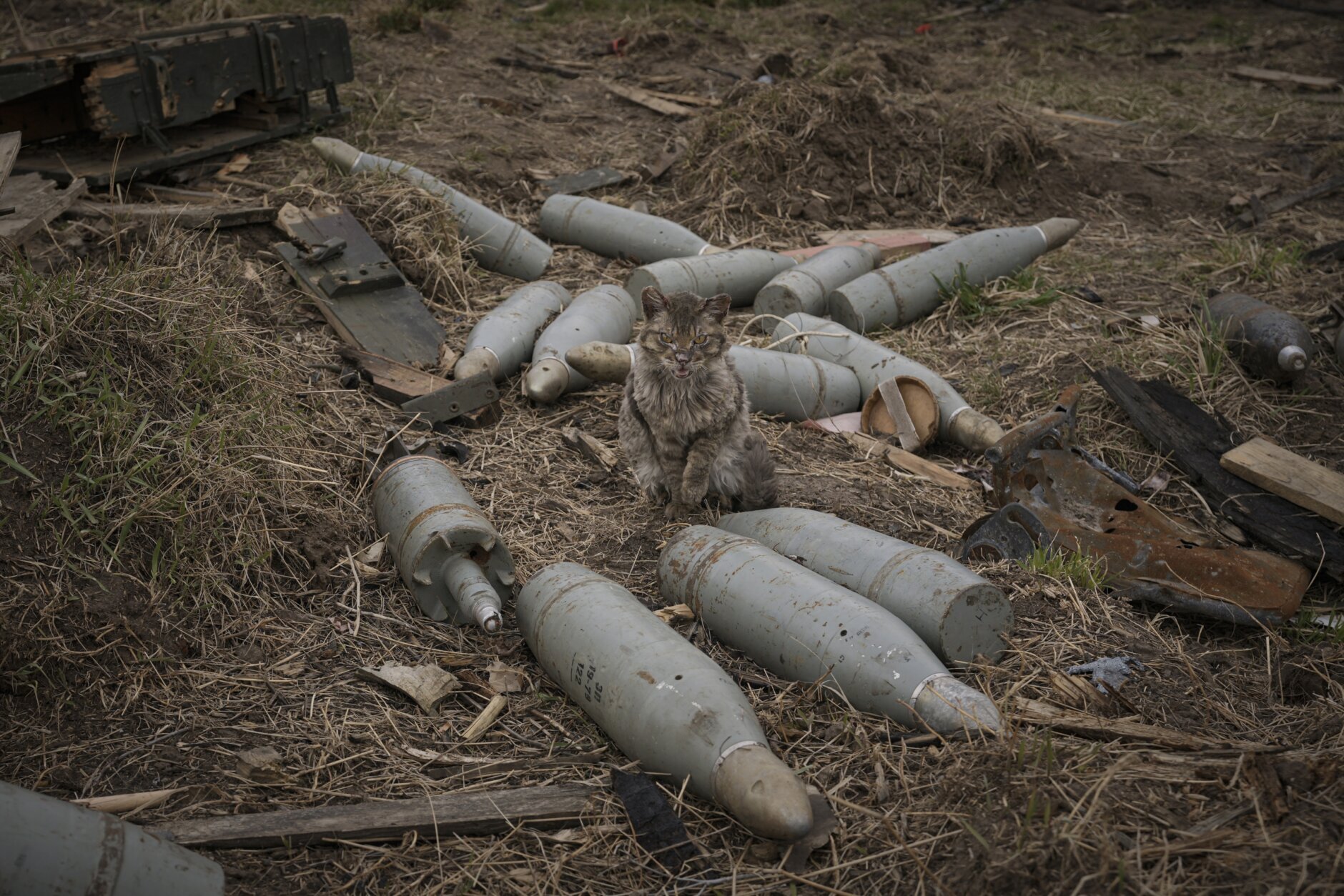 A cat sits between large caliber rounds of ammunition abandoned by retreating Russian forces or retrieved from destroyed fighting vehicles in the village of Andriivka, Ukraine, heavily affected by fighting between Russian and Ukrainian forces, Wednesday, April 6, 2022. Several buildings in the village were reduced to mounds of bricks and corrugated metal and residents struggle without heat, electricity or cooking gas. (AP Photo/Vadim Ghirda)