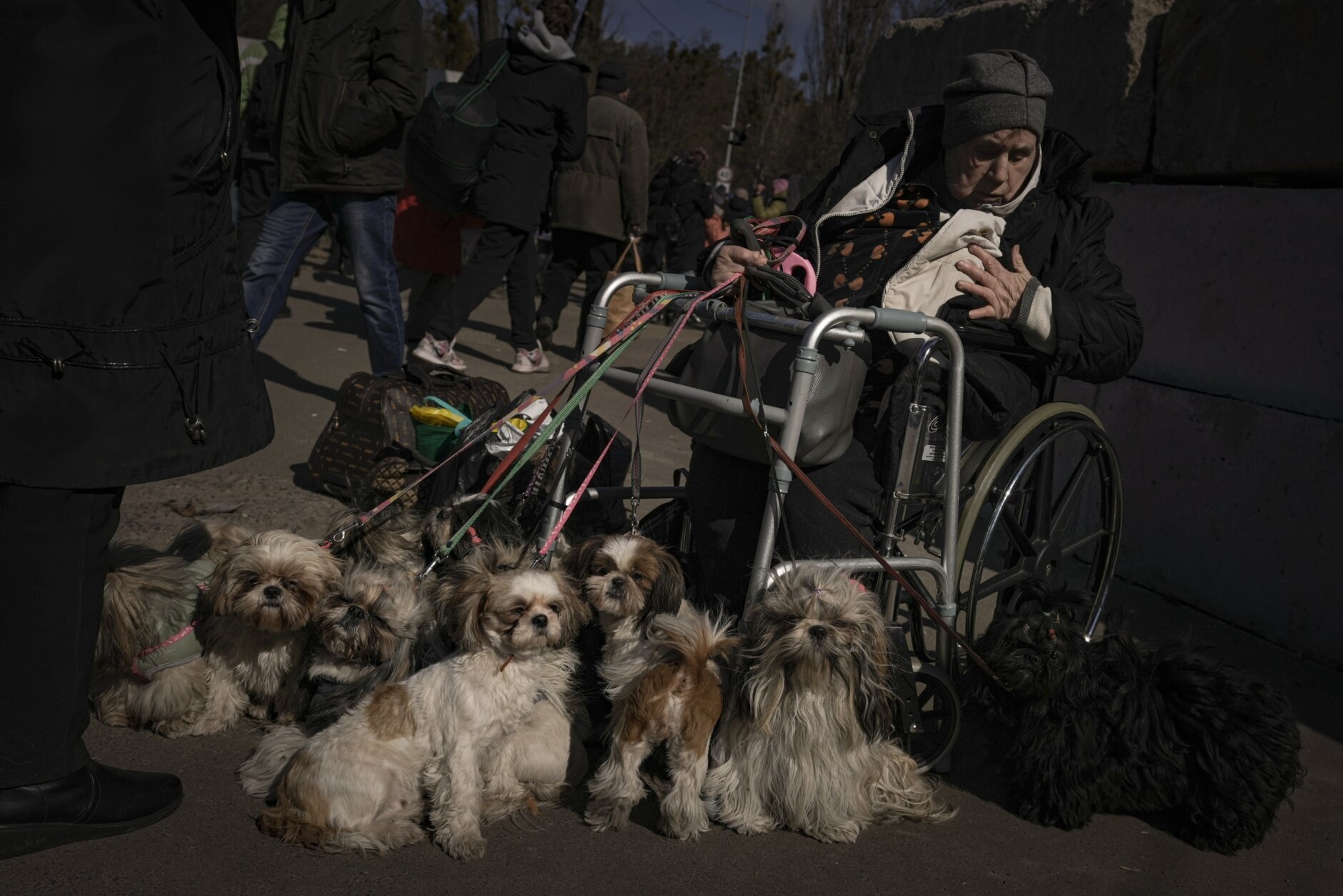 Antonina, 84, sits in a wheelchair after being evacuated along with her twelve dogs from Irpin, at a triage point in Kyiv, Ukraine, Friday, March 11, 2022. (AP Photo/Vadim Ghirda)