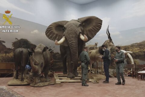 Spain probes private taxidermy museum with 1,000 animals