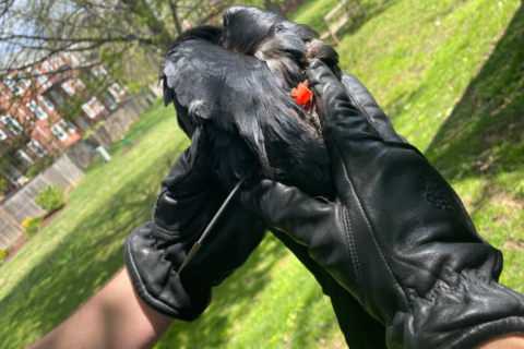 Info sought after crow found shot with blow gun in Arlington