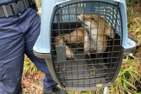 Fox suspected in Hill attacks euthanized; tested positive for rabies
