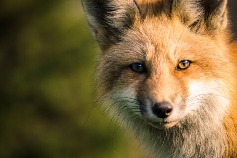 Potentially rabid fox captured in Arlington