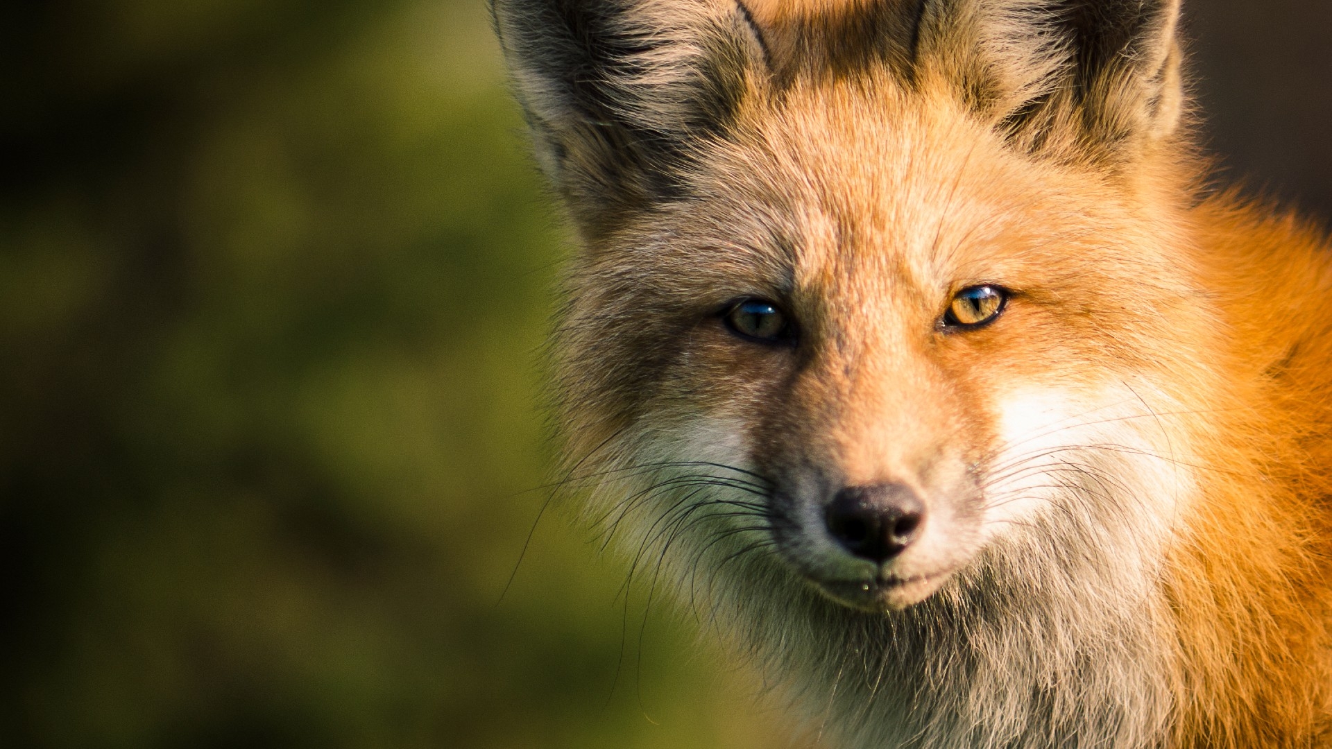 Potentially rabid fox captured in Arlington - WTOP News