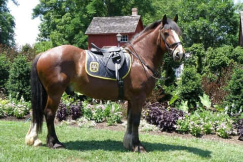 ‘1 in a million’: Maryland Police Horse Hondo dies at 20