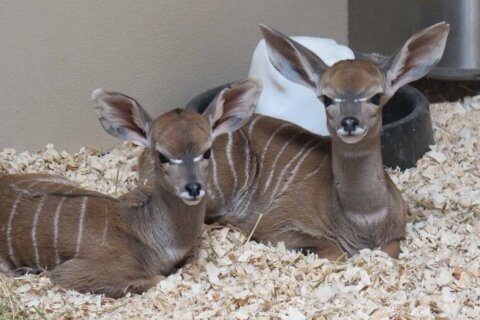 National Zoo welcomes 3 new additions