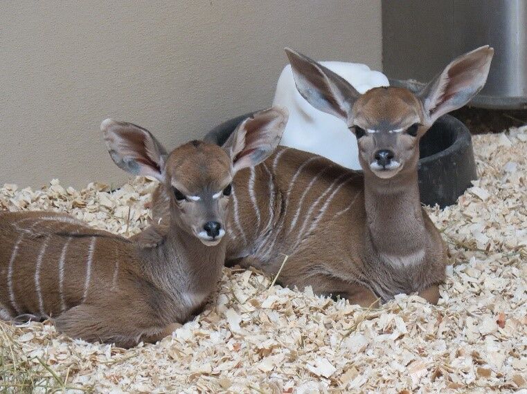 The Smithsonian’s National Zoo welcomed two lesser kudu calves, a male born to mother Gal Feb. 21 and a female born Mar. 6 to mother Rogue, at the Cheetah Conservation Station.