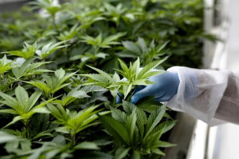 DC Council rejects bill targeting marijuana ‘gifting shops’