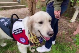 Ideally, Lexi will be able to work as a service dog for 11-year-old Cale, and as a therapy dog for others in similar situations.