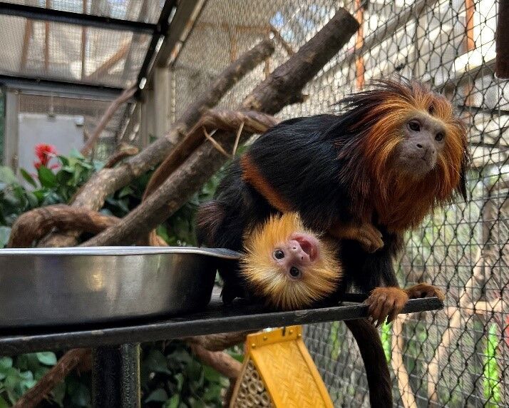The Smithsonian’s National Zoo welcomed its third golden-headed lion tamarin baby to mother Lola and father Coco in the Small Mammal House.