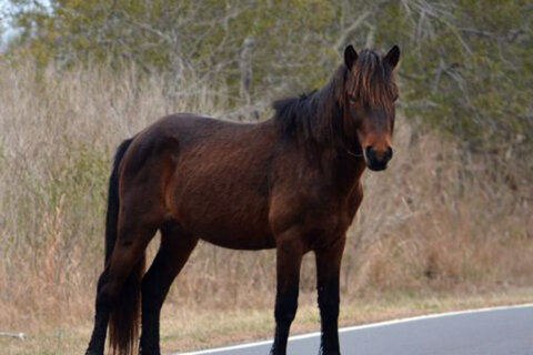 Pain in the Assateague: ‘Aggressive’ Md. horse relocated after visitors injured