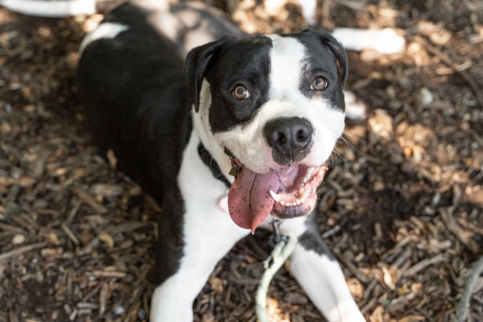<p>Meet Pierre! When you&#8217;re around this sweet pup you can&#8217;t help but smile. He&#8217;s a big, friendly boy and loves to be around his favorite people at the shelter. Pierre walks well on leash and would be a great addition to a family with dogs who are looking to add to their pack.</p>
<p>Pierre was found alone, outside as a stray, but this darling boy has so much love to give and endless kisses for his future family.</p>
<p>With summer finally here and over 90 dogs in our shelter looking for a home, now is the perfect time to find your new best friend during our June pay-what-you-can adoption event for dogs like Pierre, who are 30 pounds and over! Learn more at <a href="https://www.humanerescuealliance.org/" target="_blank" rel="noopener">humanerescuealliance.org</a>.</p>
