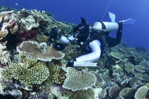 Most Great Barrier Reef coral studied this year was bleached
