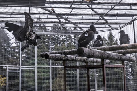 Condors soar again over Northern California coastal redwoods