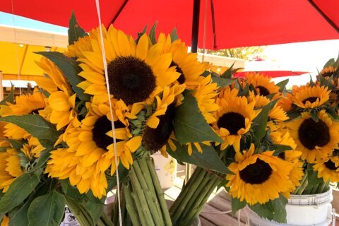 Sunflowers: Popular, native and, for some, newly meaningful