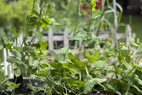 Farmer shares tips for starting a spring vegetable garden, even if you don’t have a yard