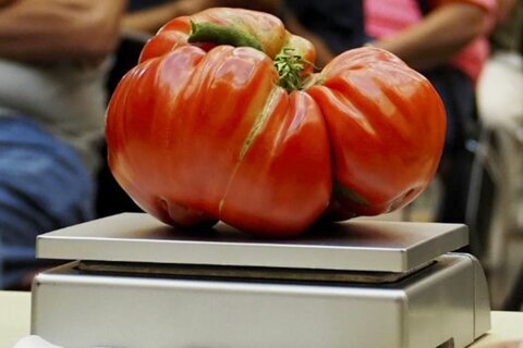 Gardening: A tomato lover’s 7 tips for growing them big