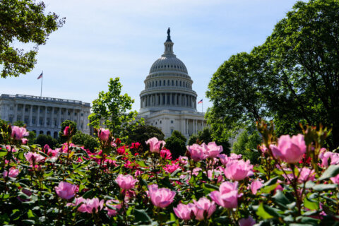 Sunny Saturday, chance of showers for DC area’s Memorial Day weekend