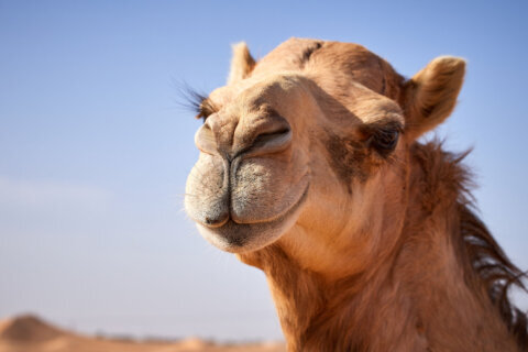 Camels in Colorado provide milk alternative: ‘It’s quite a process’