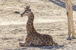 This April 8, 2022, image released by the San Diego Zoo Wildlife Alliance shows Msituni, a baby giraffe calf with an unusual disorder that caused her legs to bend the wrong way, at the San Diego Zoo Safari Park in Escondido, north of San Diego. Zoo staff feared she could die if they didn't immediately correct the condition, which could prevent her from nursing and walking around the habitat. (San Diego Zoo Wildlife Alliance via AP)