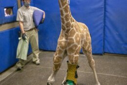 This Feb. 18, 2022, image released by the San Diego Zoo Wildlife Alliance shows Msituni, a giraffe calf born with an unusual disorder that caused her legs to bend the wrong way, at the San Diego Zoo Safari Park in Escondido, north of San Diego. Using cast moldings of the giraffe's legs, a carbon graphite brace features the animal's distinct pattern of crooked spots to match her fur. In the end, Msituni only needed one brace; and the other leg corrected itself with the medical grade brace. (San Diego Zoo Wildlife Alliance via AP)