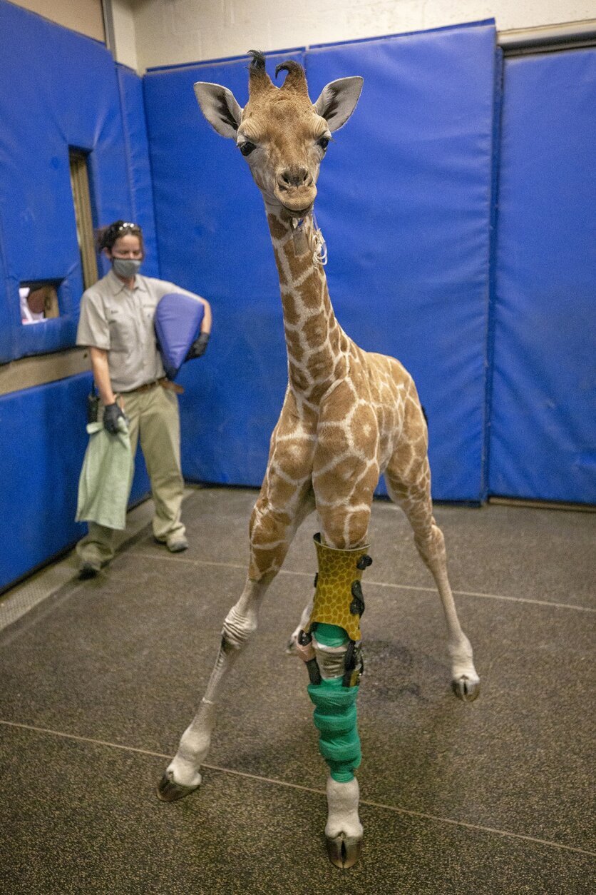 This Feb. 18, 2022, image released by the San Diego Zoo Wildlife Alliance shows Msituni, a giraffe calf born with an unusual disorder that caused her legs to bend the wrong way, at the San Diego Zoo Safari Park in Escondido, north of San Diego. Using cast moldings of the giraffe's legs, a carbon graphite brace features the animal's distinct pattern of crooked spots to match her fur. In the end, Msituni only needed one brace; and the other leg corrected itself with the medical grade brace. (San Diego Zoo Wildlife Alliance via AP)