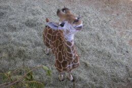 This March 22, 2022, image released by the San Diego Zoo Wildlife Alliance shows Msituni, a giraffe calf born with an unusual disorder that caused her legs to bend the wrong way, at the San Diego Zoo Safari Park in Escondido, north of San Diego. Zoo staff feared she could die if they didn't immediately correct the condition, which could prevent her from nursing and walking around the habitat. (San Diego Zoo Wildlife Alliance via AP)