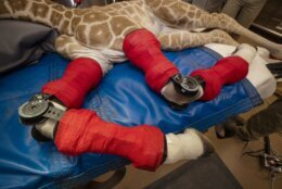 This Feb. 10, 2022, image released by the San Diego Zoo Wildlife Alliance shows Msituni, a giraffe calf born with an unusual disorder that caused her legs to bend the wrong way, in San Diego Zoo Safari Park in Escondido, north of San Diego. Msituni was fitted with custom-molded carbon graphite orthotic braces by using cast moldings of the calf's legs that were crafted by Hanger Clinic at the zoo. (San Diego Zoo Wildlife Alliance via AP)