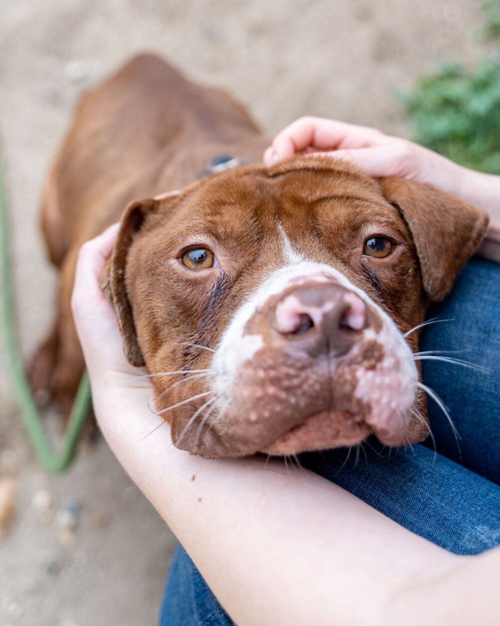 <p class="m_5865911322695972603xxmsonormal">Meet Knucklez! Who could resist his adorable freckled face? This sweet pup came to the Humane Rescue Alliance in rough shape. He was found underweight, cold and alone. Thanks to his new friends at HRA he&#8217;s feeling so much better, and now all he needs is a loving, new family to give him the pampering and attention he deserves.<u></u><u></u></p>
<p class="m_5865911322695972603xxmsonormal">Knucklez is a friendly, fun dog who loves to get outside and sniff around. He&#8217;s a smart 3-year-old pup and is happy to do tricks for treats! To learn more and to meet Knucklez, visit <a href="http://humanerescuealliance.org/adopt" target="_blank" rel="noopener" data-saferedirecturl="https://www.google.com/url?q=http://humanerescuealliance.org/adopt&amp;source=gmail&amp;ust=1652194942906000&amp;usg=AOvVaw3-kAZBP6Nb0-vB9DUUQVjg">humanerescuealliance.org/adopt</a><wbr />.</p>
